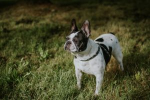 fotografo de comuniones fotografia infantil donostia irun renteria gipuzkoa-32